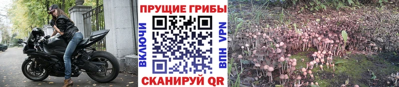 Купить  Дубовка  Галлюциногенные грибы GOLDEN TEACHER 
